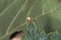 Araniella_displicata_P1038_Z_78_Les Gris_Frankrijk